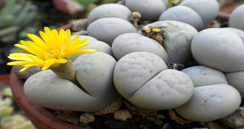  Lithops cactus