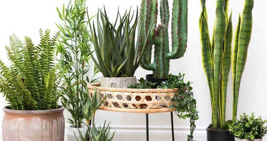 ۲۶ نوع از گیاهان آپارتمانی مقاوم