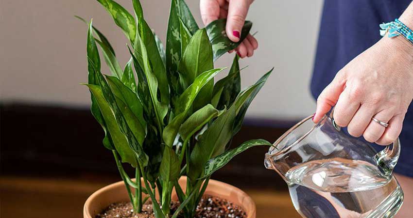 با 26 نوع از گیاهان آپارتمانی مقاوم آشنا شوید