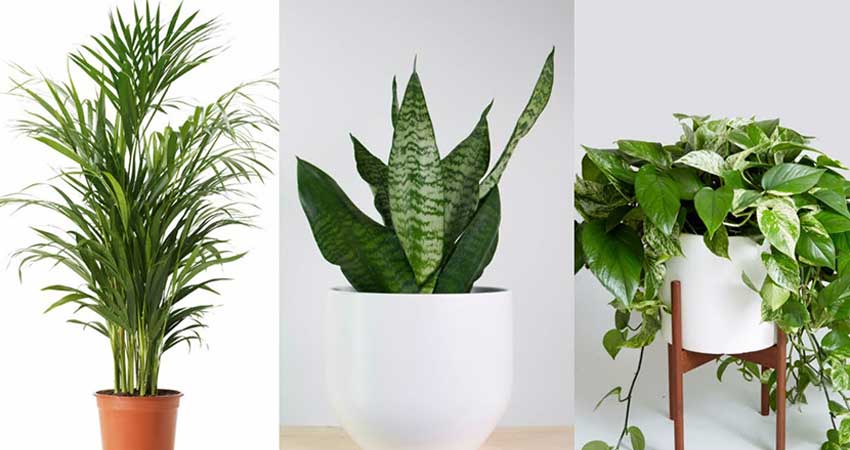 ۲۶ نوع از گیاهان آپارتمانی مقاوم