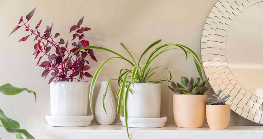 با بهترین و پرفروش ترین گیاهان آپارتمانی آشنا شوید.