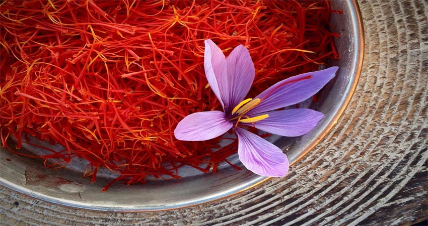 معایب پرورش زعفران در گلخانه