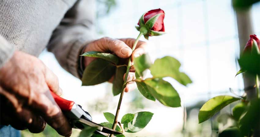 قلمه زدن گل محمدی در بهار