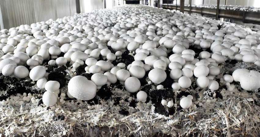 آموزش مراحل پرورش قارچ در سالن 50 متری