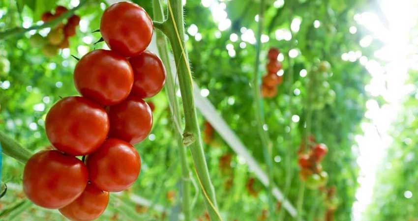 مراحل رشد گوجه فرنگی