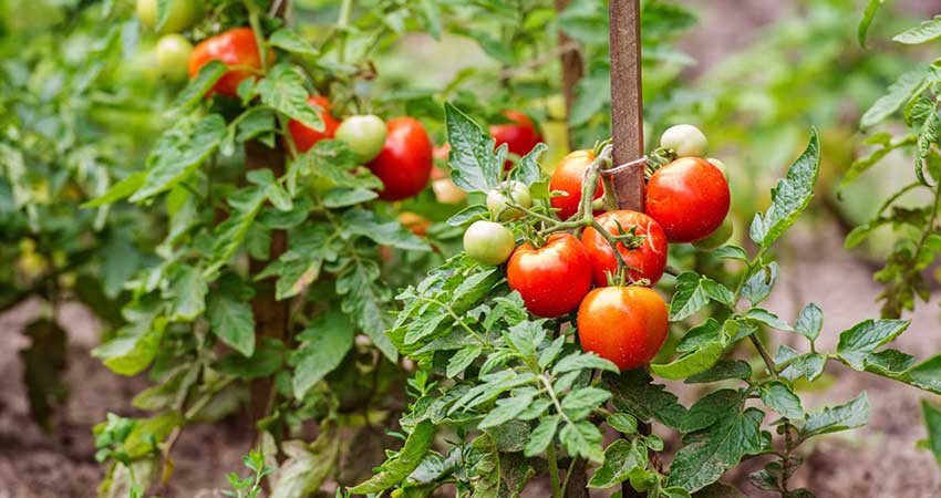 ویژگی های خاک مناسب گوجه فرنگی گلخانه ای