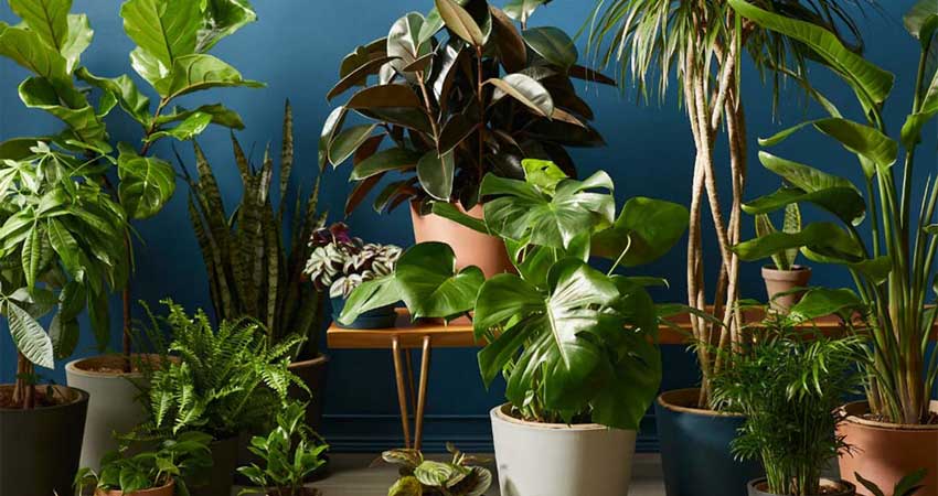 ویژگی‌های گیاهان آپارتمانی مقاوم به آفت