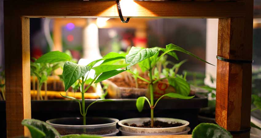 ساخت نور مصنوعی برای گیاهان آپارتمانی