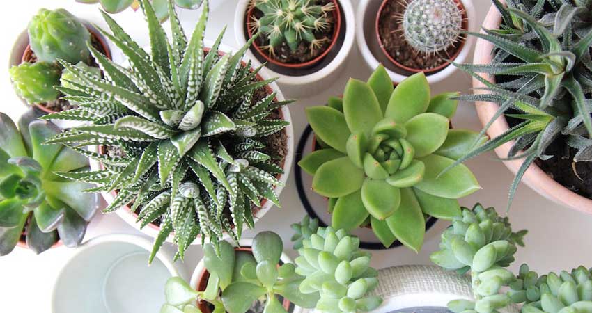 گیاهان آپارتمانی مقاوم به کم آبی | انواع گیاهان آپارتمانی مقاوم به کم آبی و خشکی