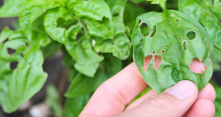 بیماری های گیاهان آپارتمانی، کدام قسمت های گیاه را تحت تاثیر قرار می دهند؟