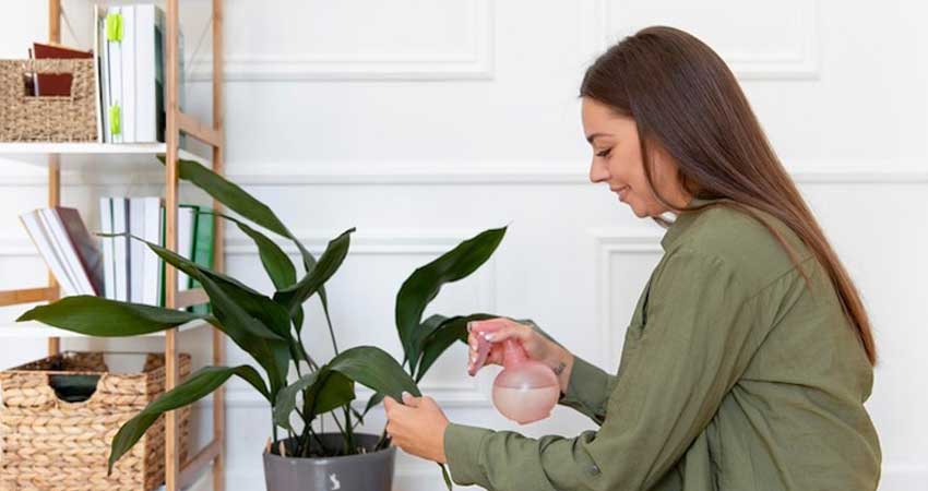عناصر موجود در بهترین کود مایع برای گیاهان آپارتمانی
