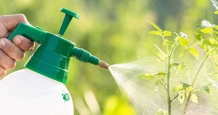 بهترین کود مایع برای گیاهان آپارتمانی آلی است یا شیمیایی؟