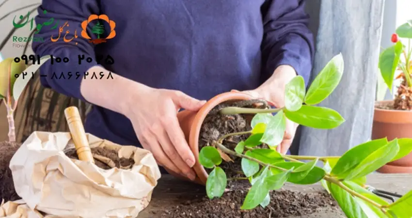 تمیز کردن برگ ها