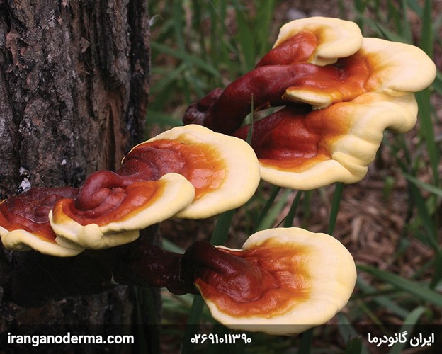 آشنایی با قارچ گانودرما: پادشاه گیاهان دارویی