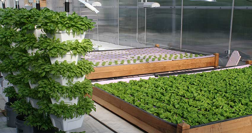 knowing hydroponics 6
