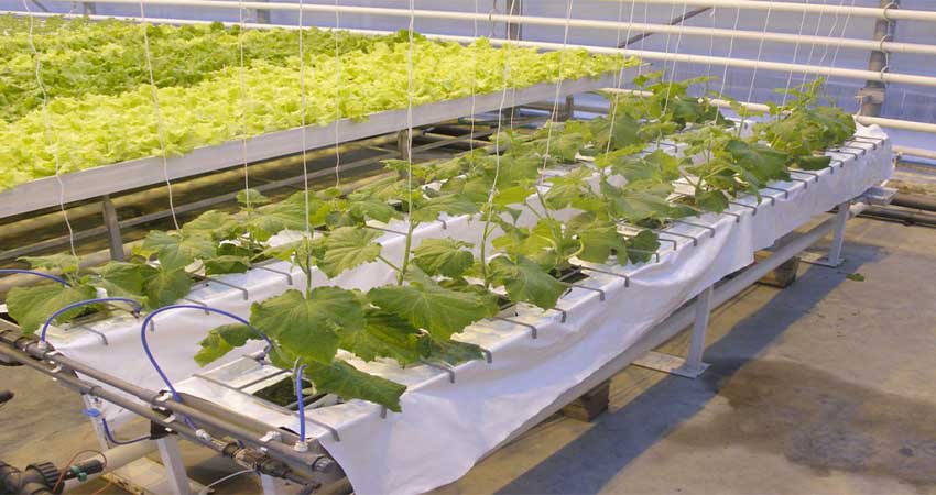 knowing hydroponics 7
