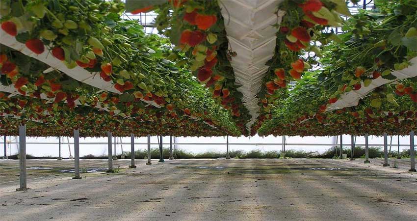 knowing hydroponics 9
