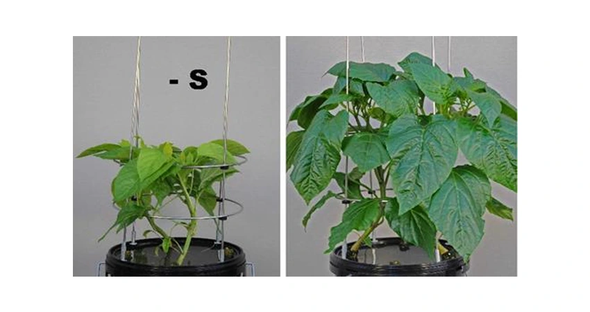 تصویر قبل و بعد از استفاده گوگرد برای گیاه فلفل 
