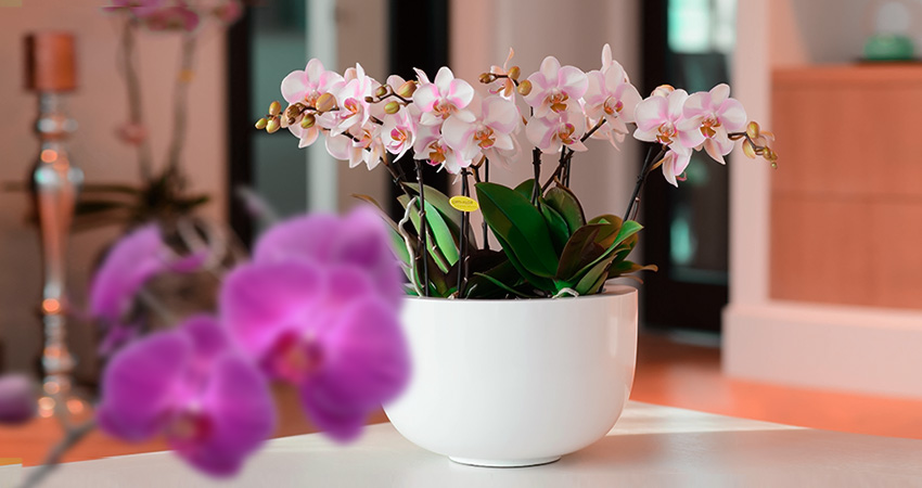 orchid flower maintain 