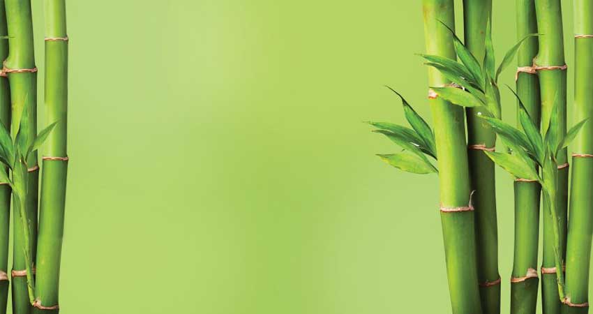 نمادهای گیاه بامبو