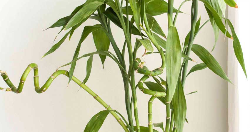 گیاه بامبو | راهنمای جامع نگهداری از بامبو + روش قلمه زدن بامبو