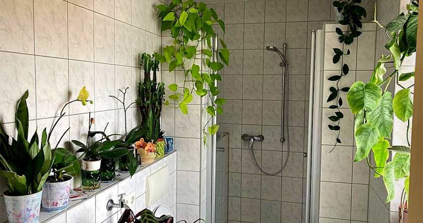 پتوس از گیاهان آویز مخصوص دستشویی