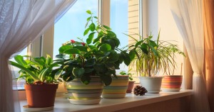 آشنایی با بیماری‌های قارچی گیاهان آپارتمانی و درمان آن ها