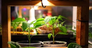 ساخت نور مصنوعی برای گیاهان آپارتمانی