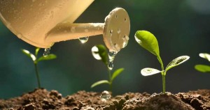 کدام نوع آب برای رشد گیاهان مناسب است