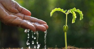 تأثیر آب قند بر رشد گیاهان | فواید و مضرات آب قند برای گیاه