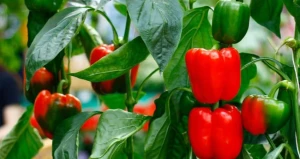 گوگرد مایع برای فلفل